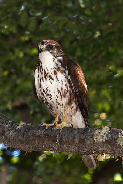 鹰形目鹰科鵟属白喉 