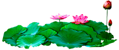 淘小菲采集到花草