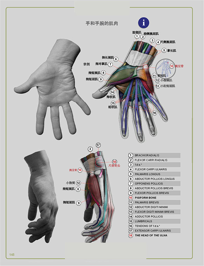手部解剖图解 肌肉图片