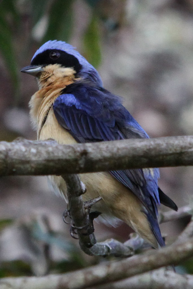 雀形目·裸鼻雀科·黄胸裸鼻雀属:黄胸裸鼻.