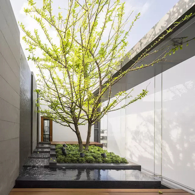 55个绝美天井种树案例有树有阳光美不过如此