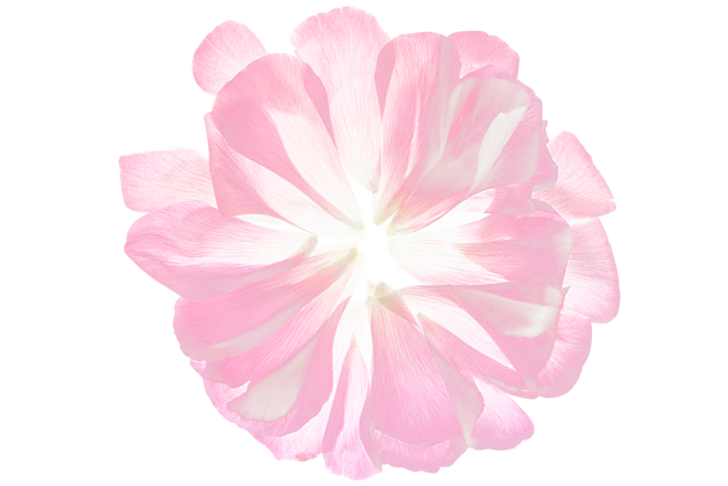 免扣半透明花瓣唯美素材