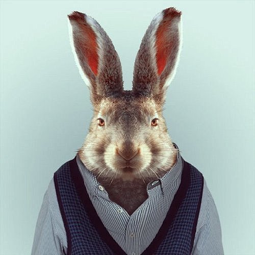 动物们的绅士肖像