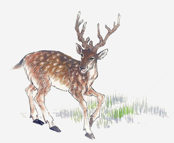 一只梅花鹿高清素材png页面网页平面电商创意素材png素材