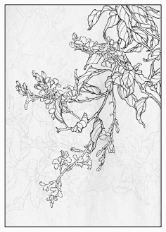 白描-花瓣网|陪你做生活的设计师 | 菘花