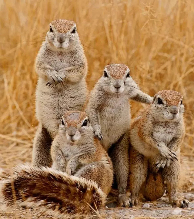 搞笑的動物合照比人還好笑各種搞怪表情萌翻天