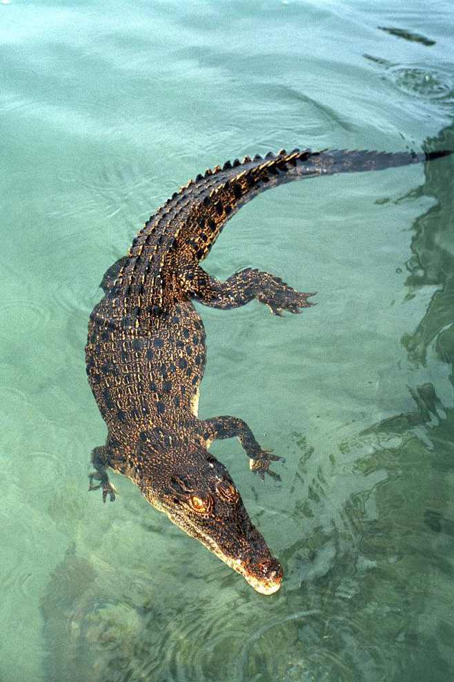 鳄目鳄科新几内亚鳄