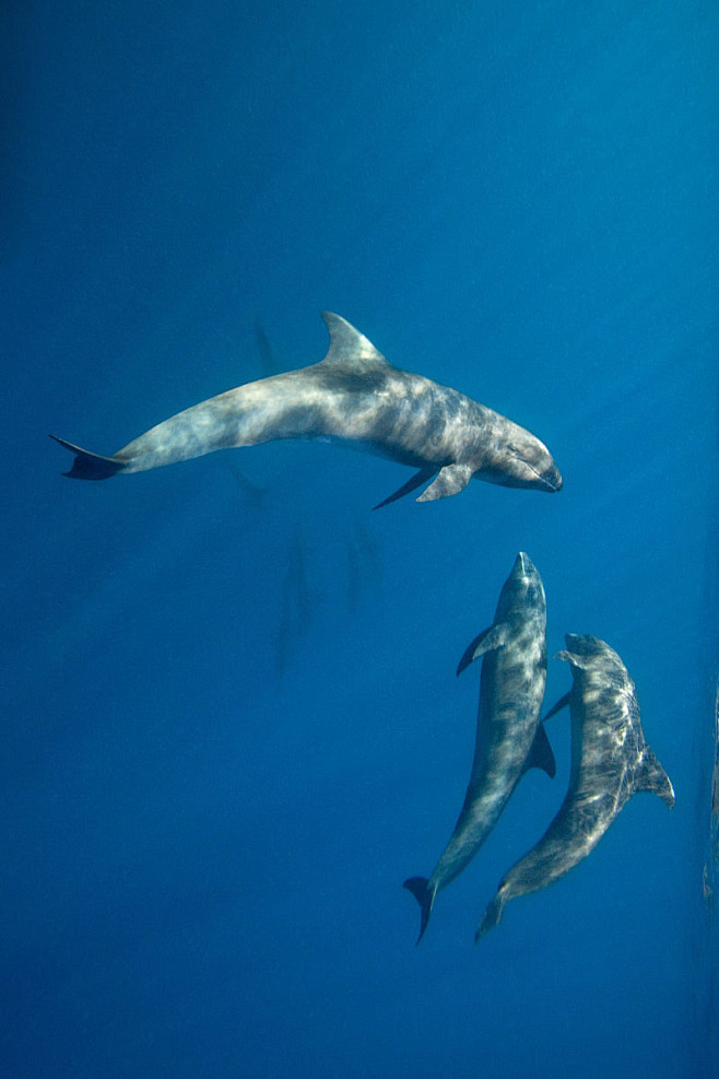 鲸目海豚科瓜头鲸属瓜头鲸