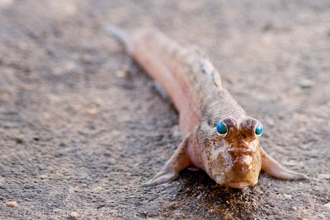 mudskipper