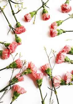 吖迪_采集到花