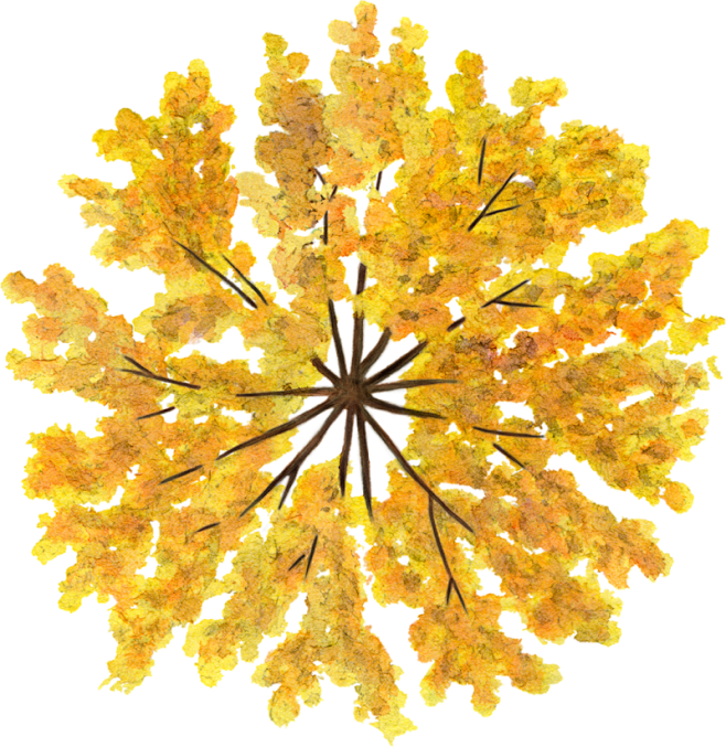 png素材平面树树木平面图环艺素材植物植物素材其他设计环境设计绿化