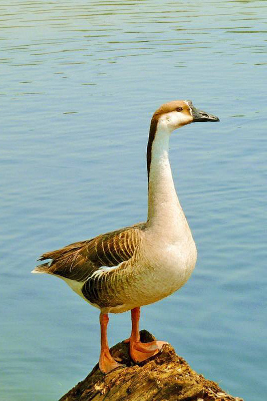 雁形目鸭科雁属鸿雁