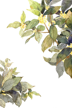 秃了但更强了采集到水彩手绘桂花免抠png图片 中国古风中秋唯美装饰