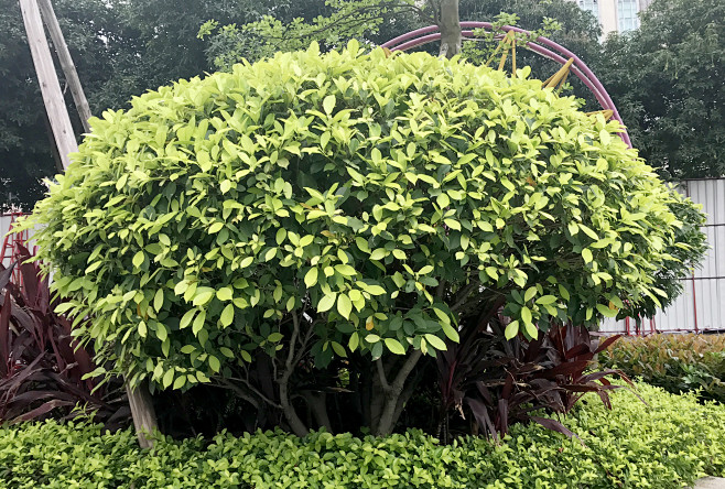 jo-j从星火燎燎转采于2019-10-23 10:40:07b-植物种类jo-j该采集也在