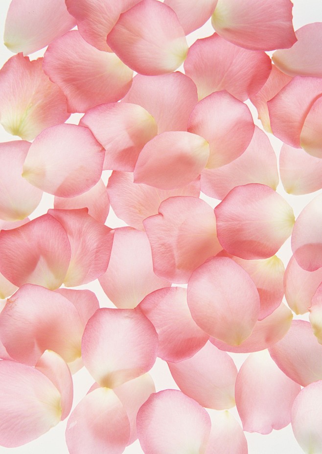 超级大玫瑰花瓣