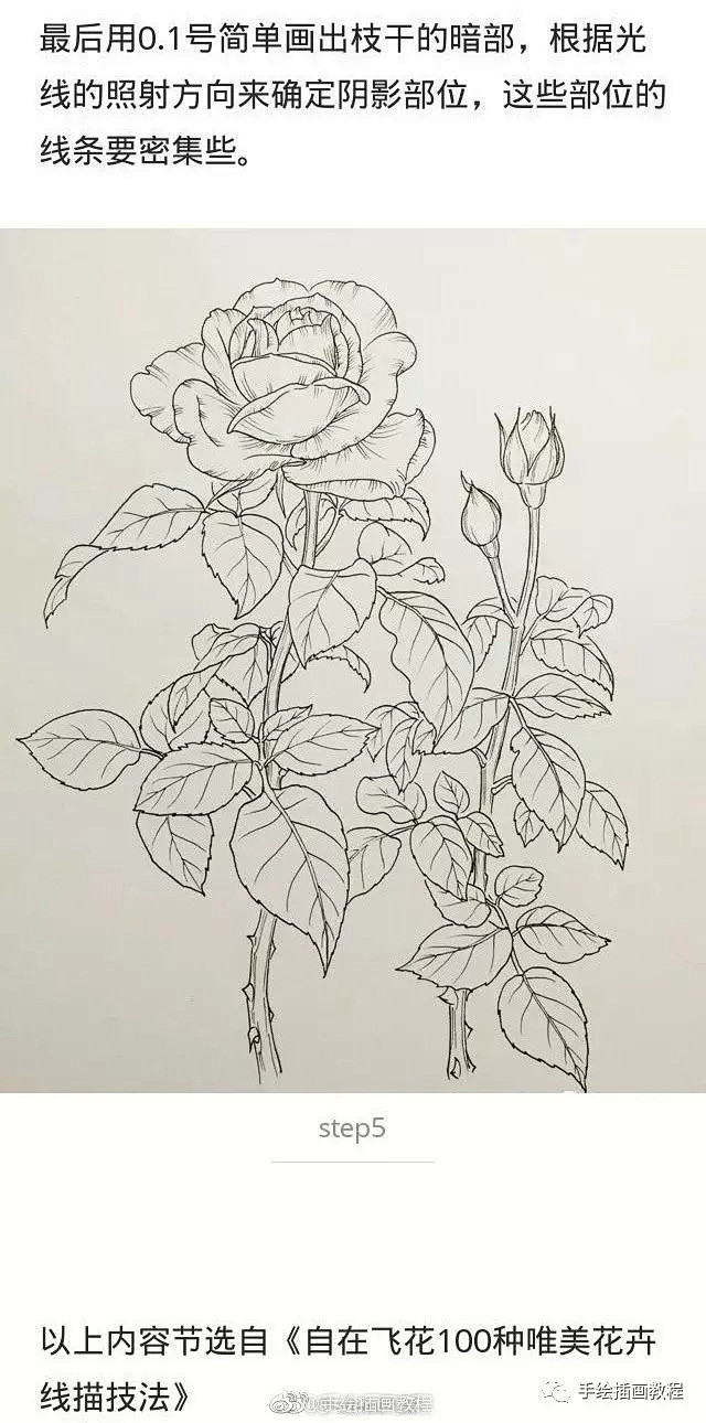 线稿基础花卉线稿素材让你快速提高绘画水平一两个线描写生经验让你