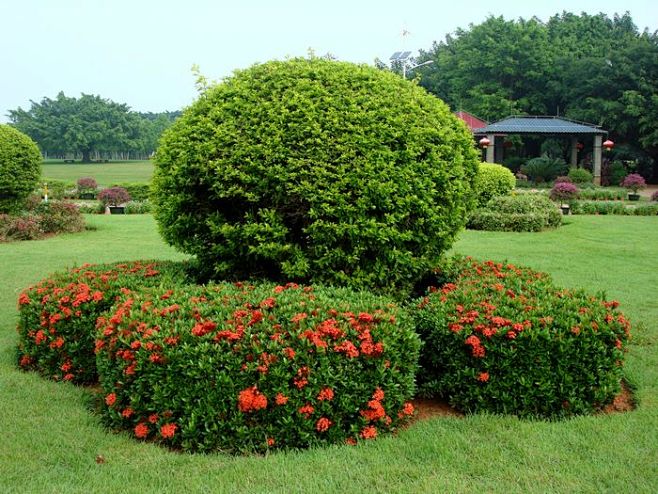 龙船花 (700×525)