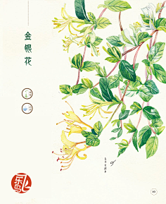 小妖Zzo采集到手绘植物