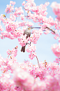Photograph Cherry Blossom by Márcio Buniya on 500px #色彩#