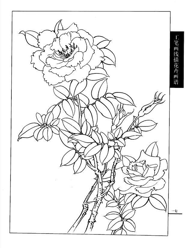 工笔画线描花卉画谱月季篇