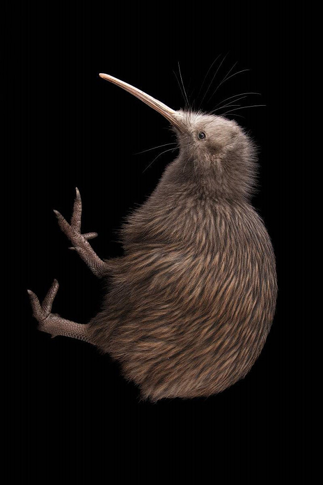 鹬鸵目鹬鸵科鹬鸵属北岛褐几维鸟