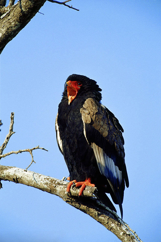 鹰形目鹰科短尾雕属短尾雕