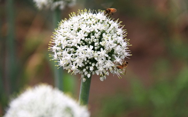 清新美丽的葱的花图片