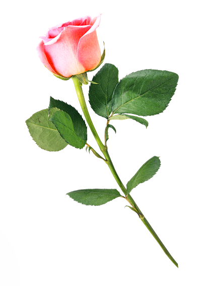 春季玫瑰花鲜花花朵免抠png