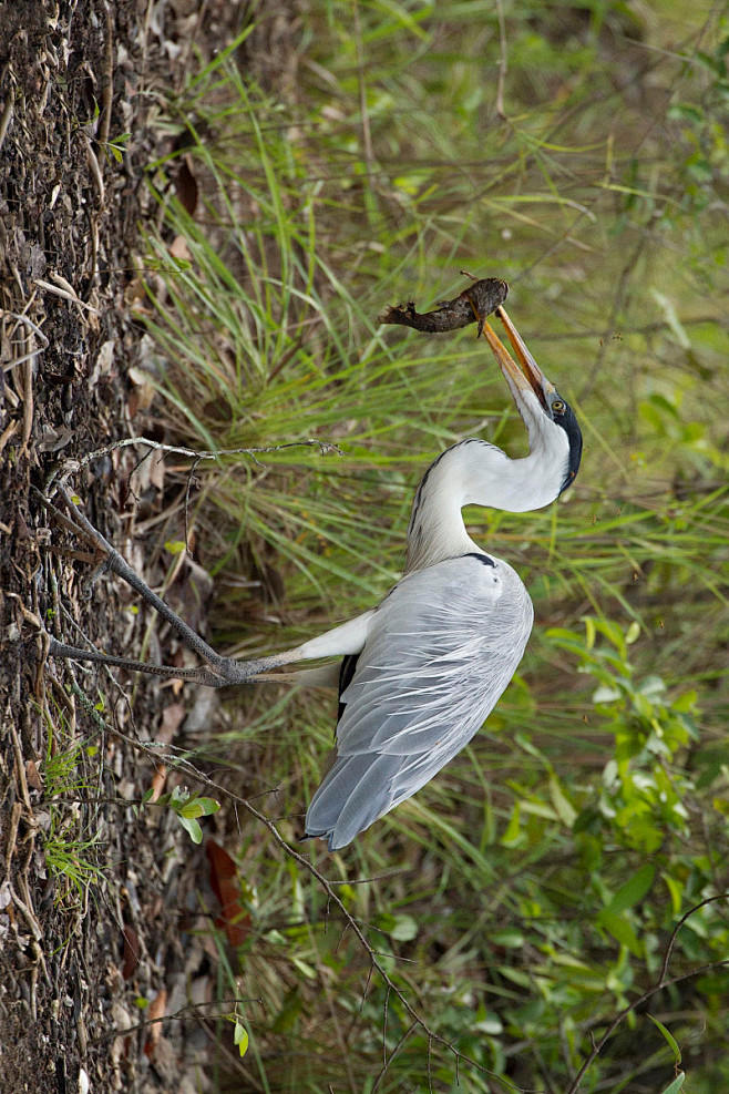 whonly采集于2017-12-04 23:24:22鹈形目·鹭科·鹭属:白颈鹭万鸟集wh