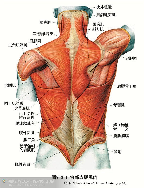 人体后背部结构图图片