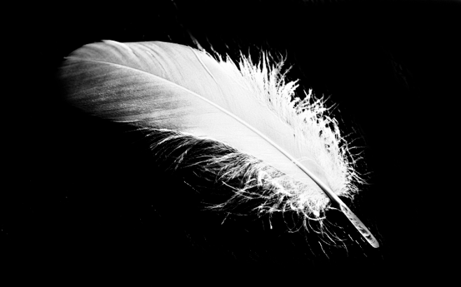 羽毛白色羽毛素材png素材白天使纯洁浪漫飘落漂浮洒落婚纱后期素材