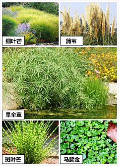 木槿轩采集到海绵城市