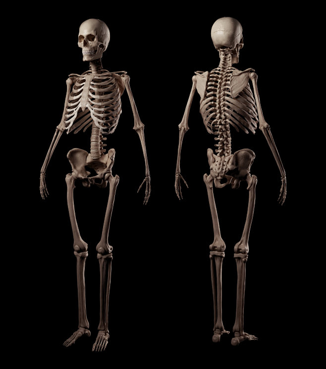 humanskeletonromanadamanovzbrush3dsmaxvray