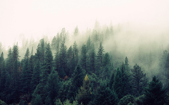 迷雾森林图片精彩摄影电脑高清壁纸55壁纸网