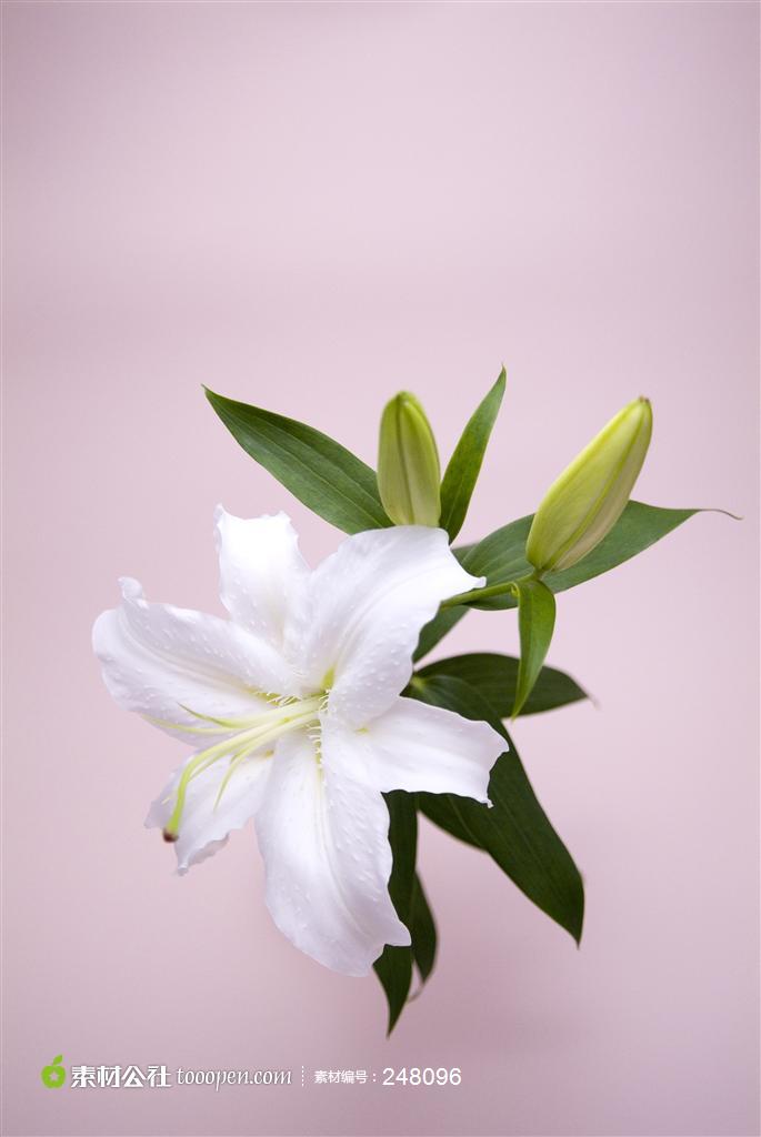 娇艳盛开的白百合花背景图片高清图片素材