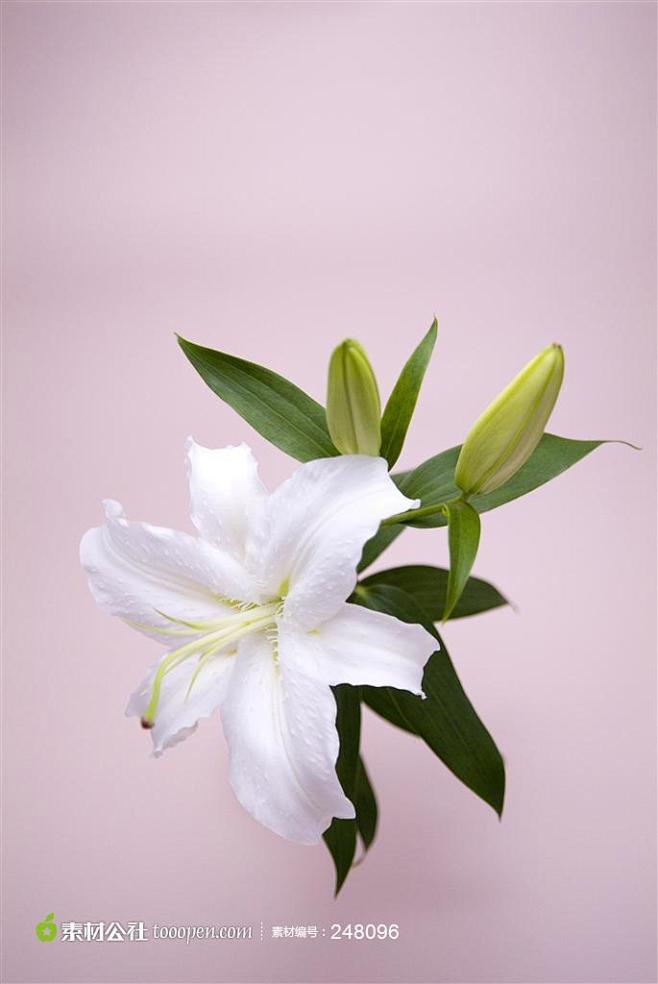 娇艳盛开的白百合花背景图片高清图片素材