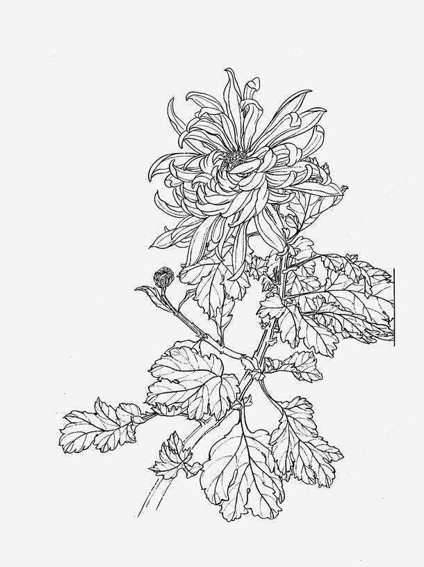 菊花白描片高清素材工笔画手绘植物白描线稿花卉菊花元素免抠png设计