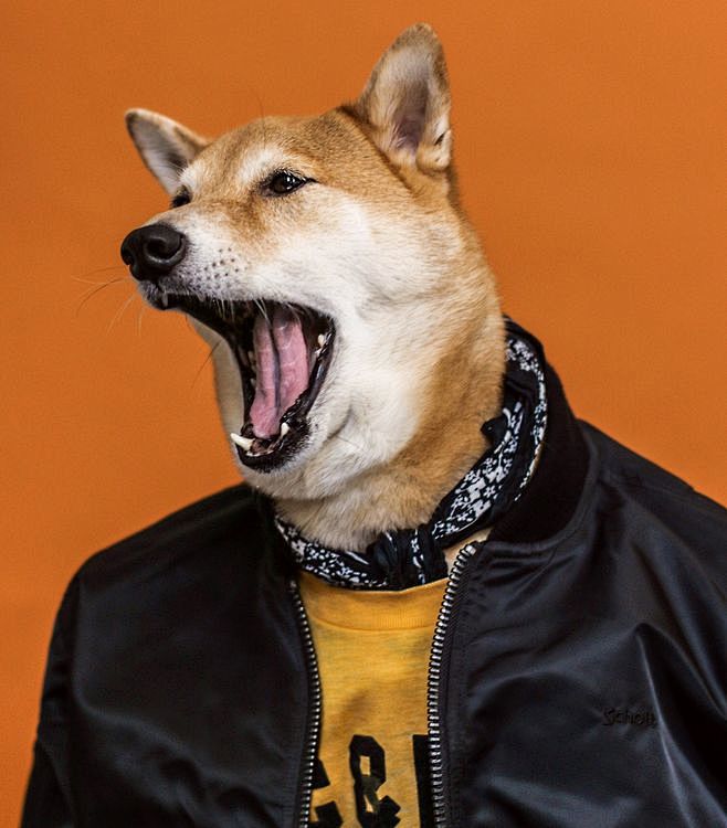 时尚柴犬bodhi搭配狗