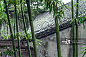 雨天苏州园林内竹林图片素材