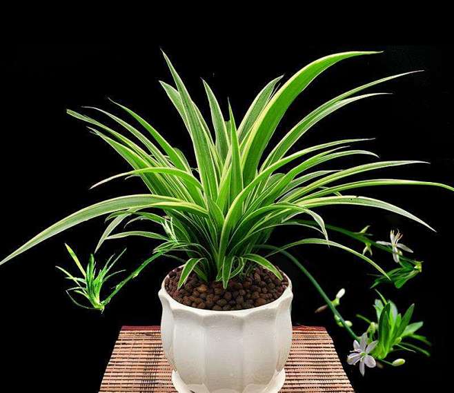 紫篠从emc023028转采于2021-11-26 15:40:45吊兰app绿植场景素材紫篠