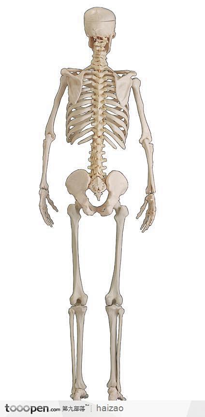 基本形骨骼图片