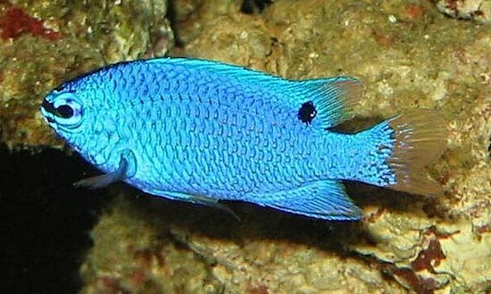 蓝魔 #水族# #鱼