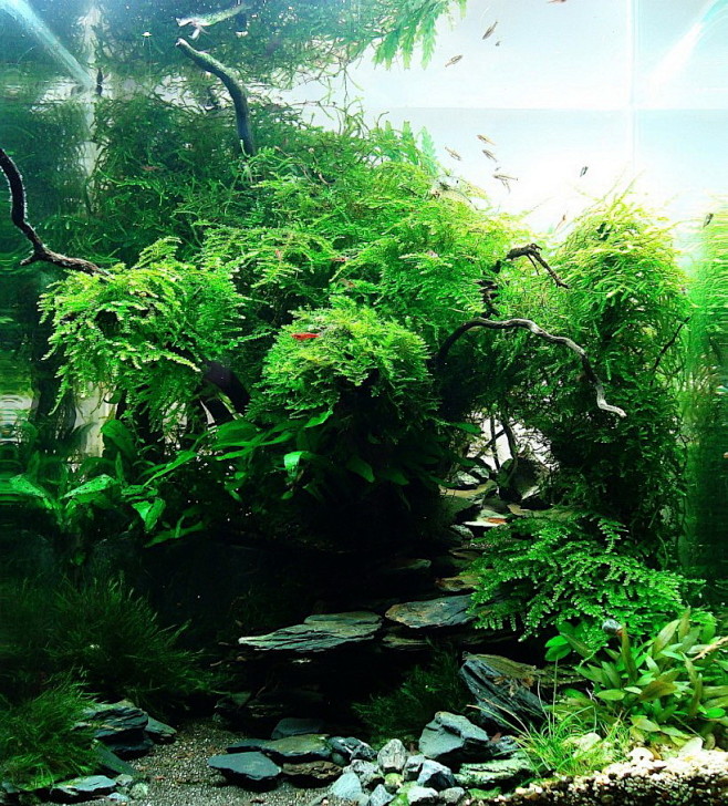 鱼缸水族箱专业水草搭配造景设计鱼缸装饰优惠套餐淘宝网