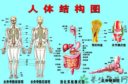 人體五臟六腑器官分佈圖