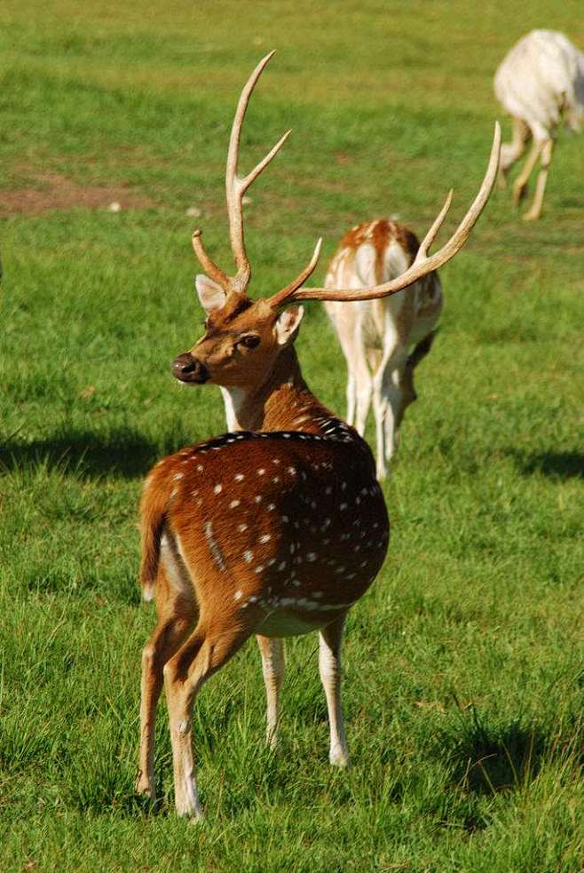 偶蹄目反刍亚目鹿科花鹿斑鹿