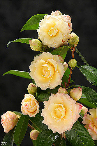 宝珠黄色的旋律新世纪茶花花期34月花的外围淡粉色逐渐向花心变成淡