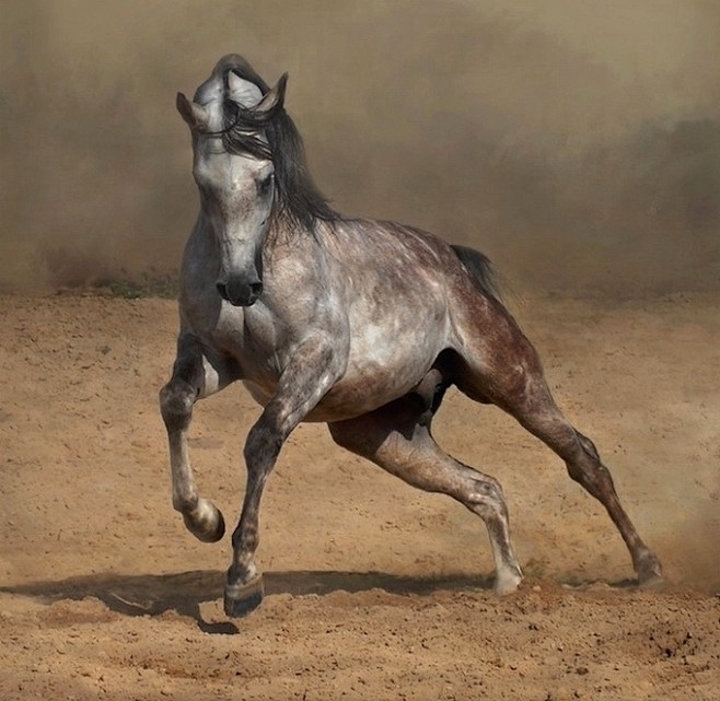 龙驹神骏嘶风踏云高清图片