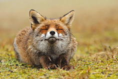 焦糖沫采集到Fox〔狐狸〕