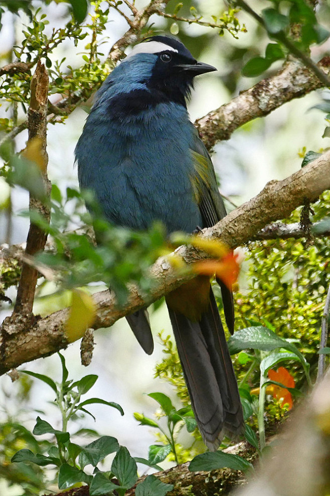 雀形目冠啄果鸟科冠啄果鸟属东冠啄果鸟