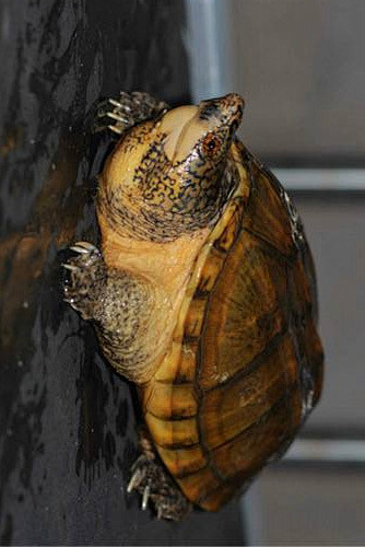 曲颈龟亚目动胸龟科动胸龟